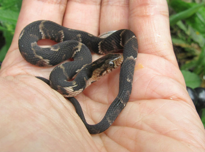 Broadbanded Water Snake